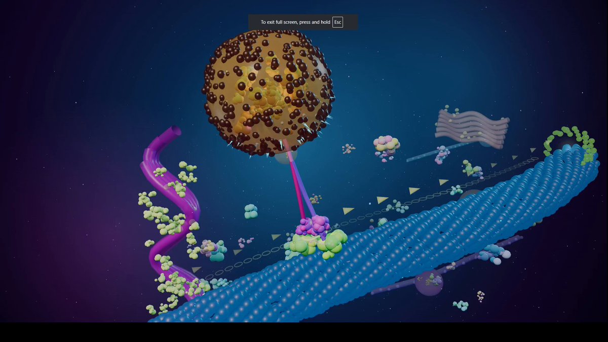 Preview of Kinesin microtubule simulation