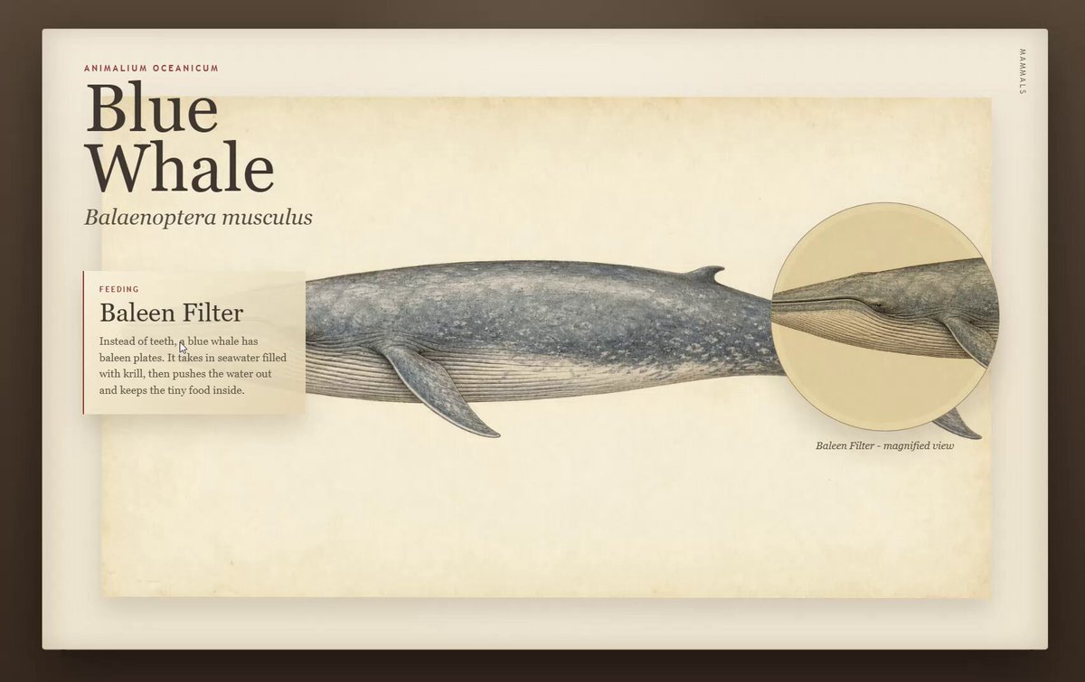 Preview of Blue whale atlas